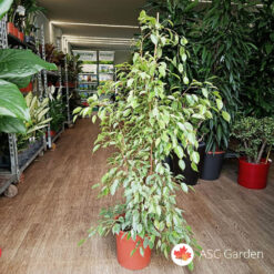 Ficus benjamina ‘Golden King’ 150 cm fi 27 cm