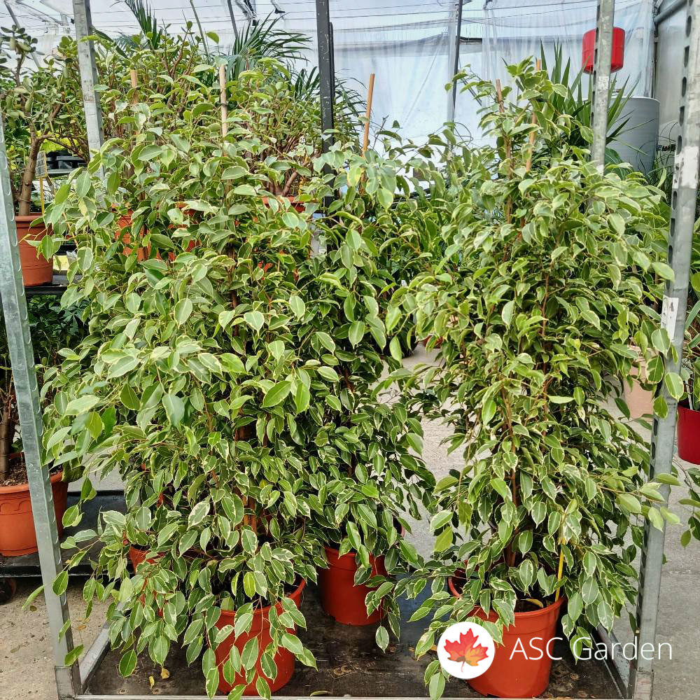 Ficus benjamina ‘Golden King’ 150 cm fi 27 cm - Slika 4