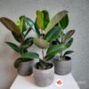 Ficus elastica Robusta 45 cm