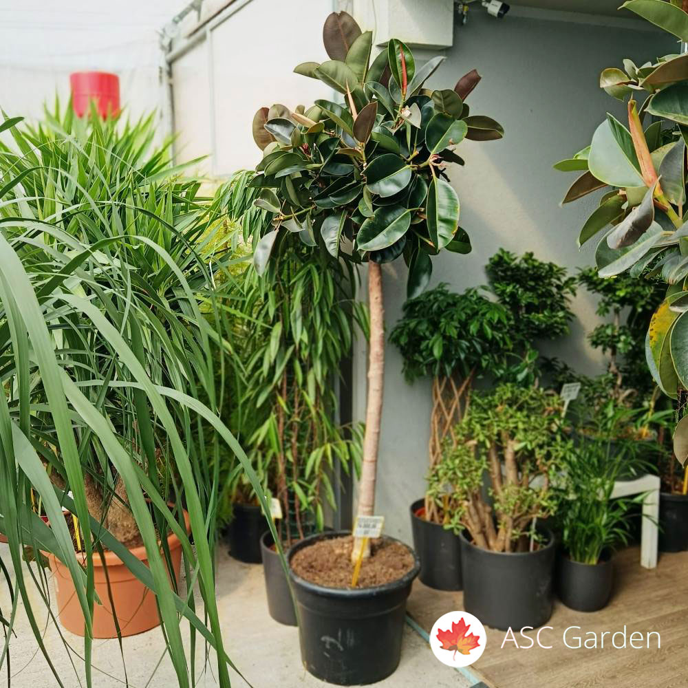 Ficus elastica Robusta 240 cm na štapu - Slika 2