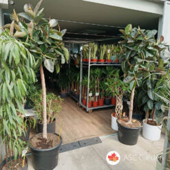 Ficus elastica Robusta 240 cm na štapu