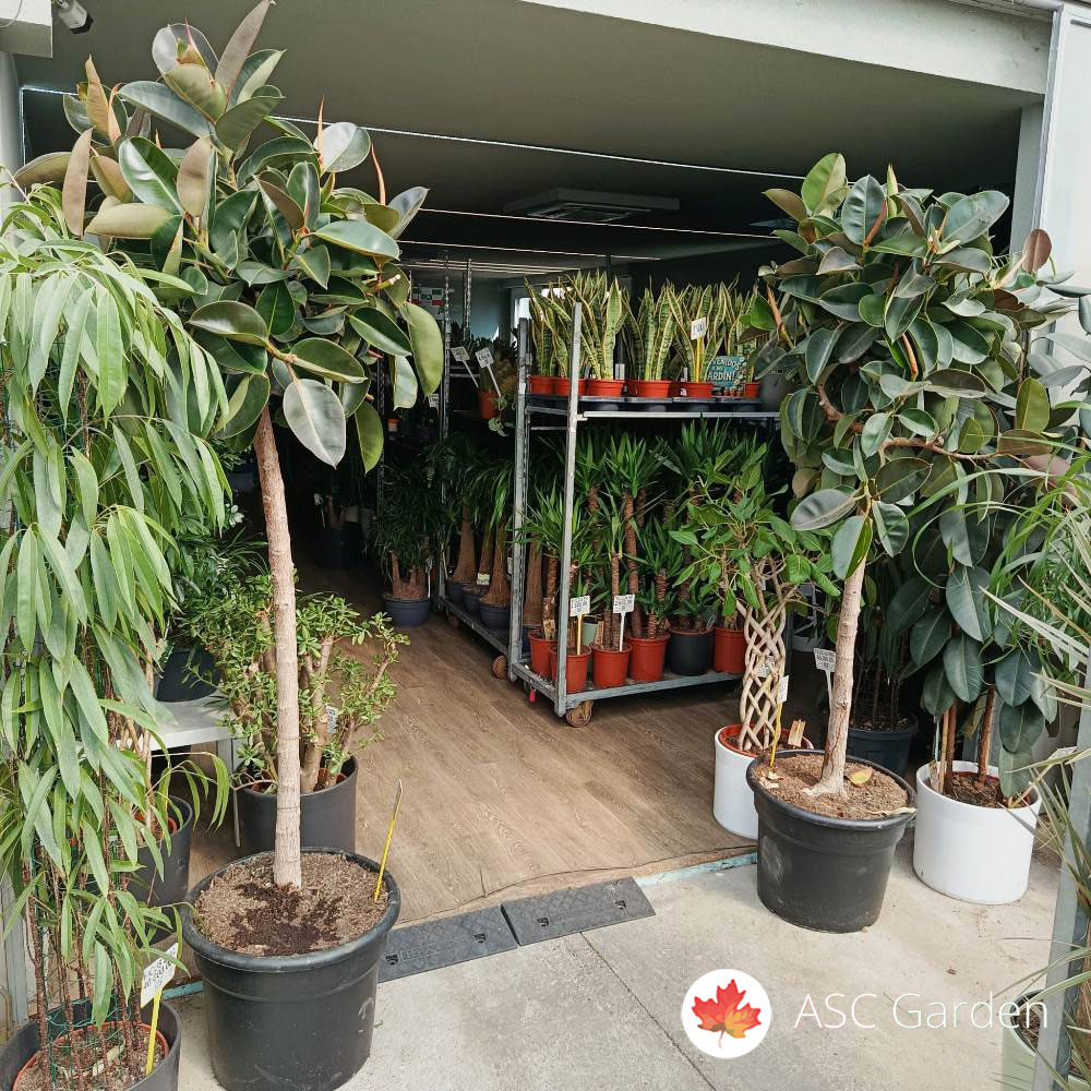 Ficus elastica Robusta 240 cm na štapu