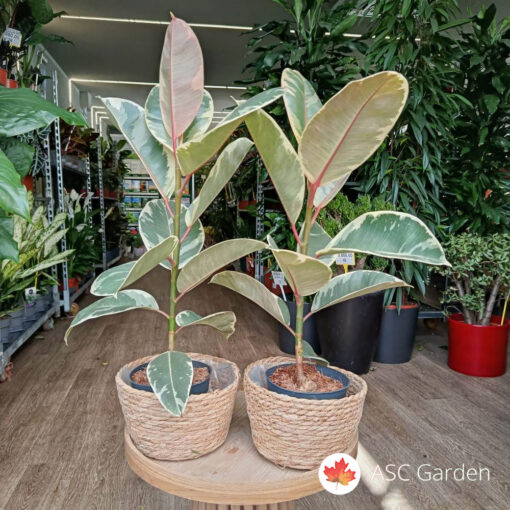 Ficus elastica Tineke 60 cm