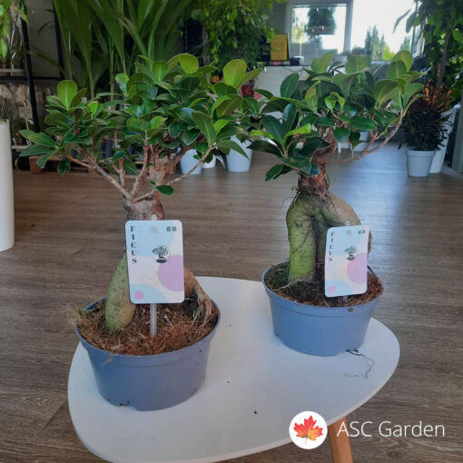 Ficus microcarpa Ginseng 45 cm
