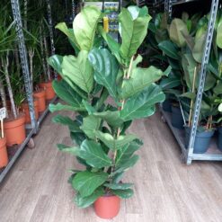 Ficus lyrata 120 cm