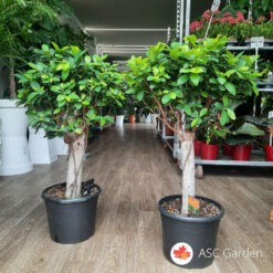 Ficus bonsai na štapu 100 cm