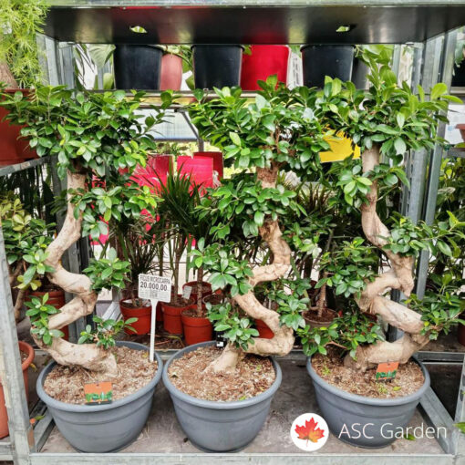 Ficus microcarpa Ginseng 110 cm