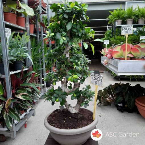 Ficus microcarpa-Bonsai 80-95 cm