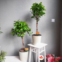 Ficus microcarpa Moclame 100 cm