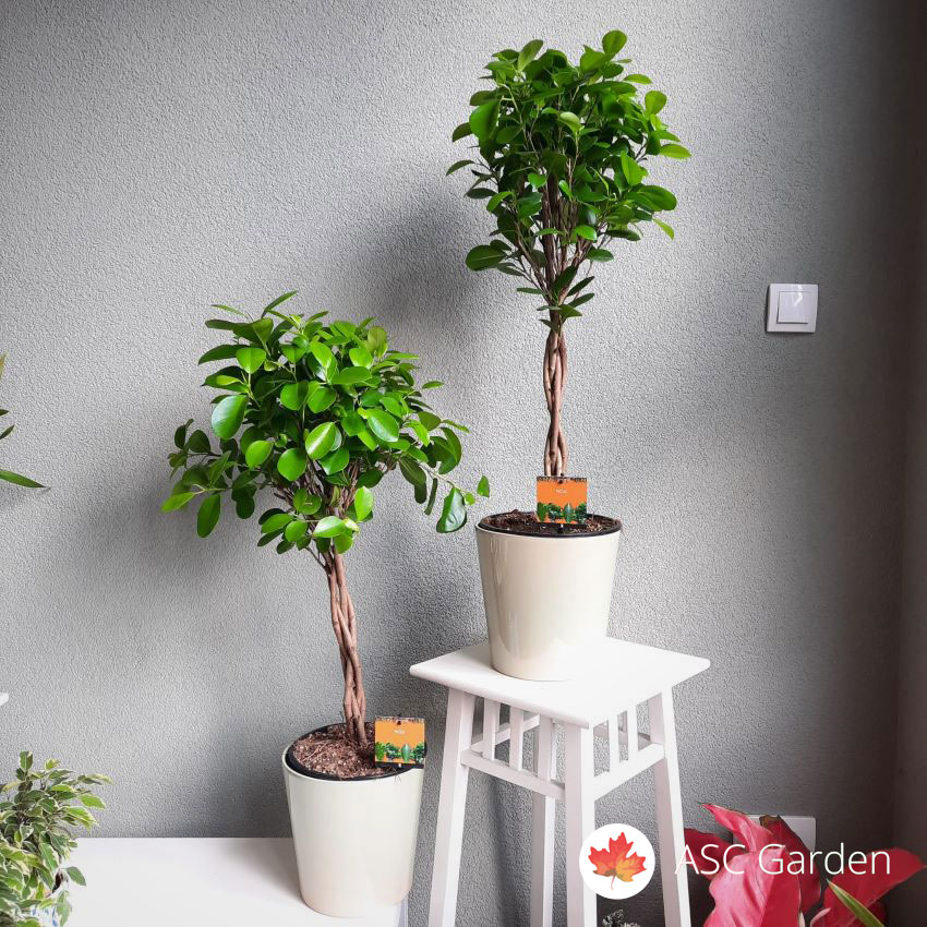 Ficus microcarpa Moclame 110 c, fikus nega, cena fikusa