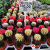 Gymnocalycium Japan