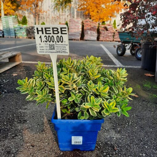 Heba andersonii Variegata – Hebe 35 cm