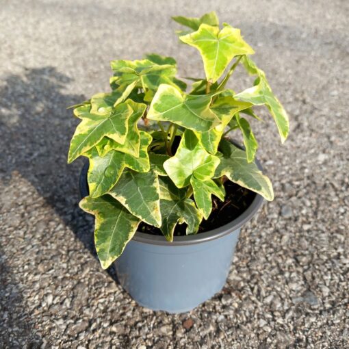 Hedera helix 15 cm