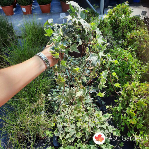 Hedera helix White Wonder 20-25 cm