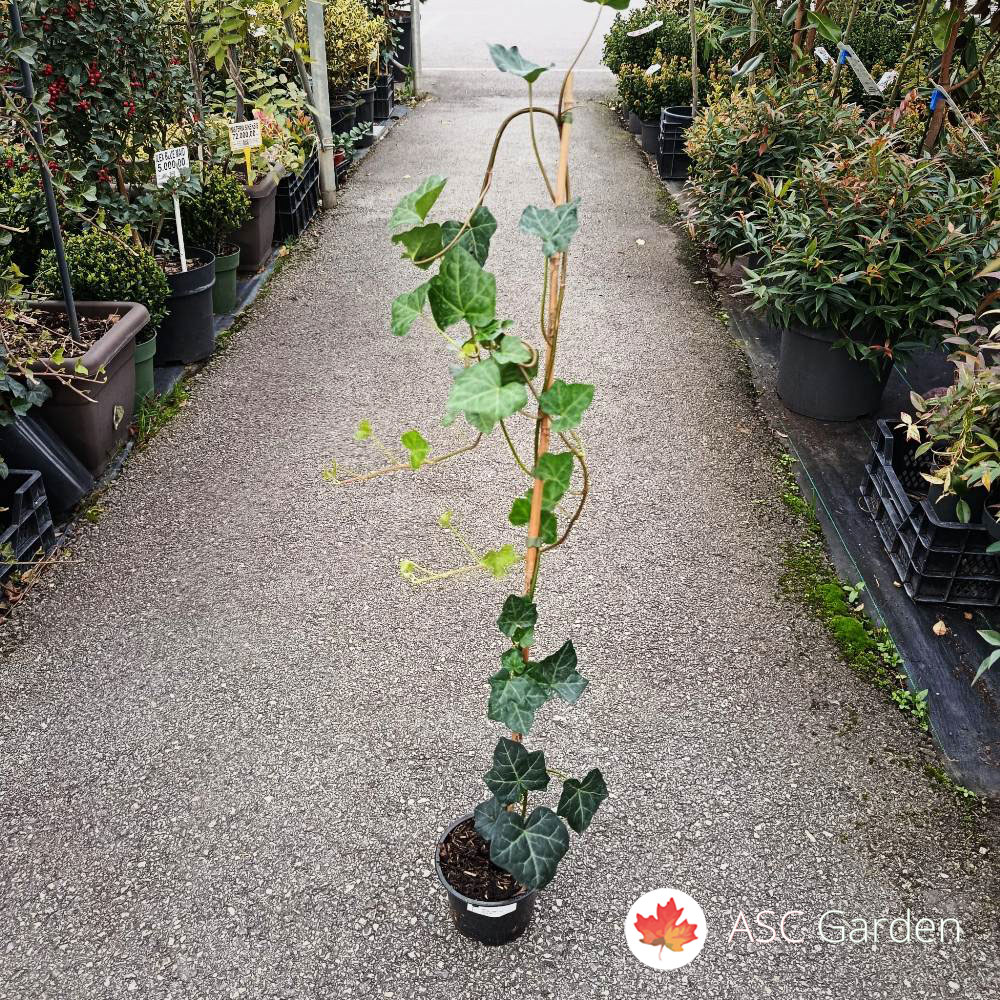 Hedera hibernica 100 cm - Slika 2