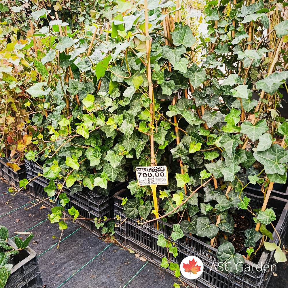 Hedera hibernica 100 cm - Slika 4