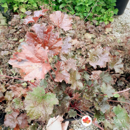Heuchera mix 25 cm