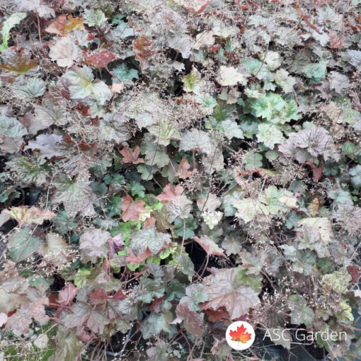 Heuhera purpurna - Heuchera Palace Purple 25 cm