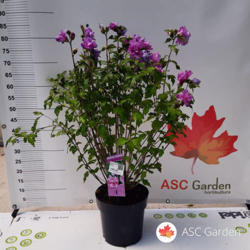 Hibiscus syriacus 'Ardens'- dupli roze hibiskus 70 cm -NEMA NA STANJU