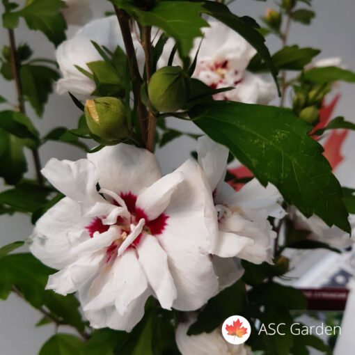 Hibiscus syriacus 'Speciosus'- dupli beli hibiskus 60 cm -NEMA NA STANJU
