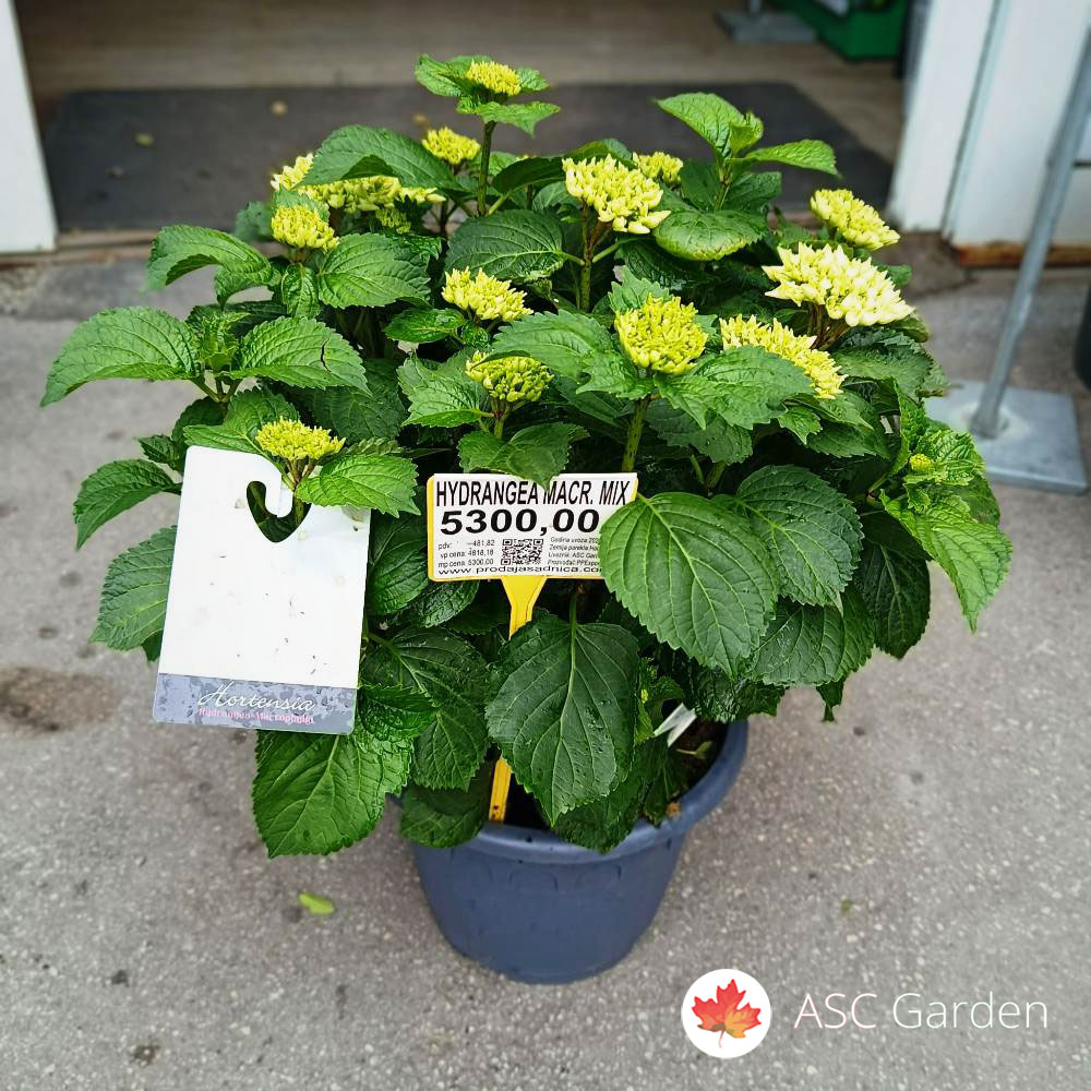 Hortenzija macrophylla 50 cm - Slika 5