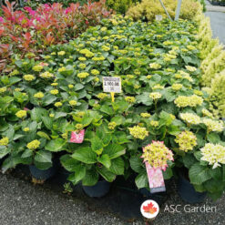 Hortenzija mix 35 cm