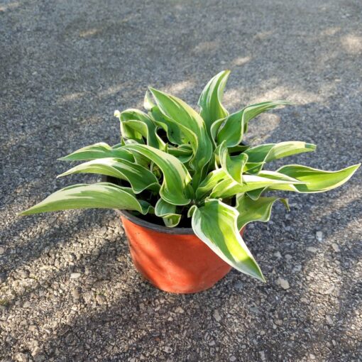 Šatirana hosta 15 cm