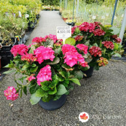 Hydrangea macrophylla 50 cm - bordo