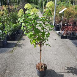 Hydrangea paniculata 70 cm