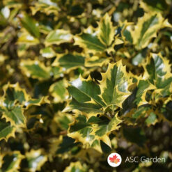 Ilex Golden King - Božikovina