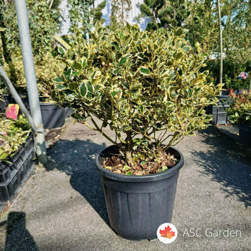 Ilex Aquifolium 50 cm lopta