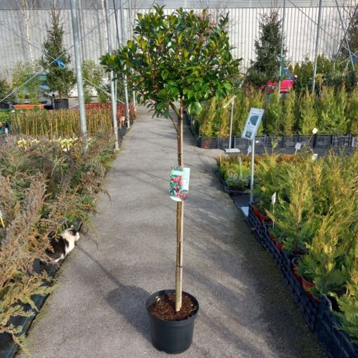 Ilex meserveae Blue Maid 80 cm