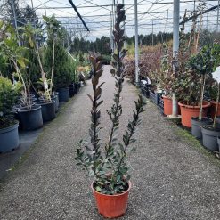 Ilex meserveae 'Blue Maid' – Zimzeleni Grm 70 cm