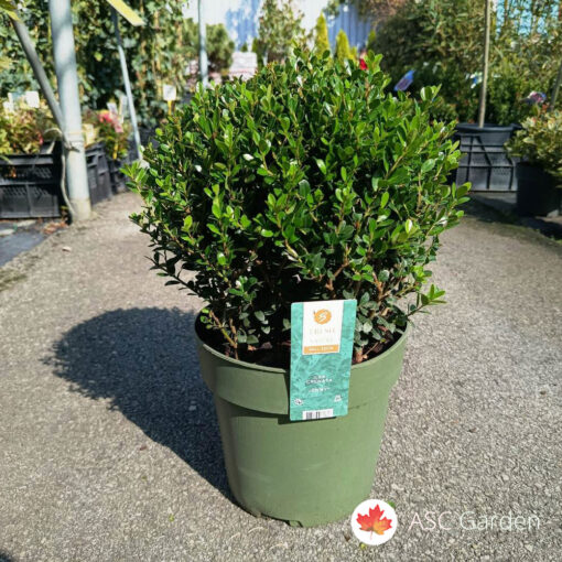 Ilex crenata 'Jenny' 40 cm