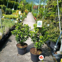 Ilex meserveae Heckenfee 100 cm