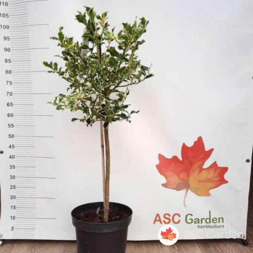 Ilex aquifolium 'Argentea Marginata' 90 cm