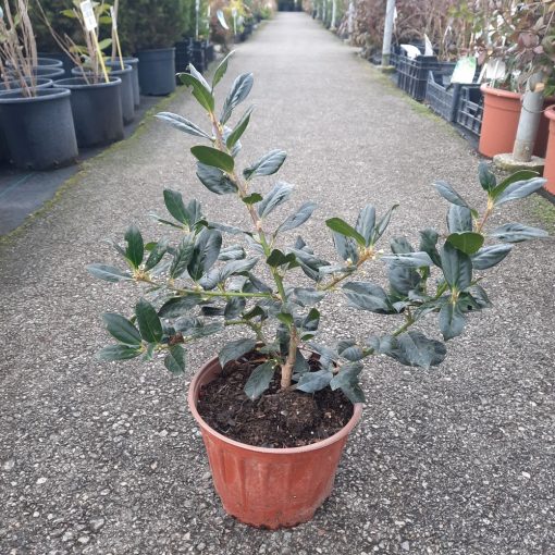 Ilex Nellie Stevens 30 cm