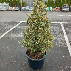 Ilex aquifolium variegatum 125/150 cm