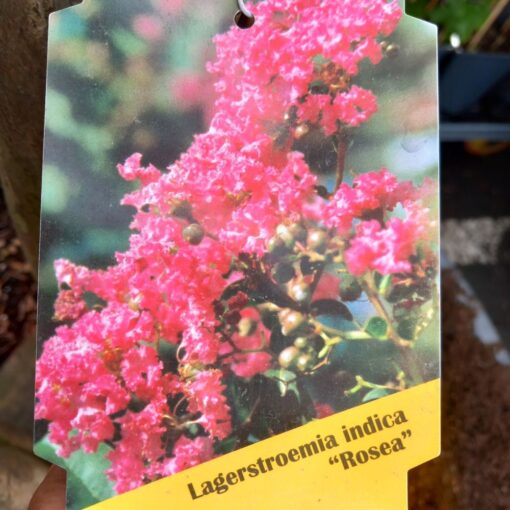 Lagerstroemia indica Rosea 4.5 - 5m