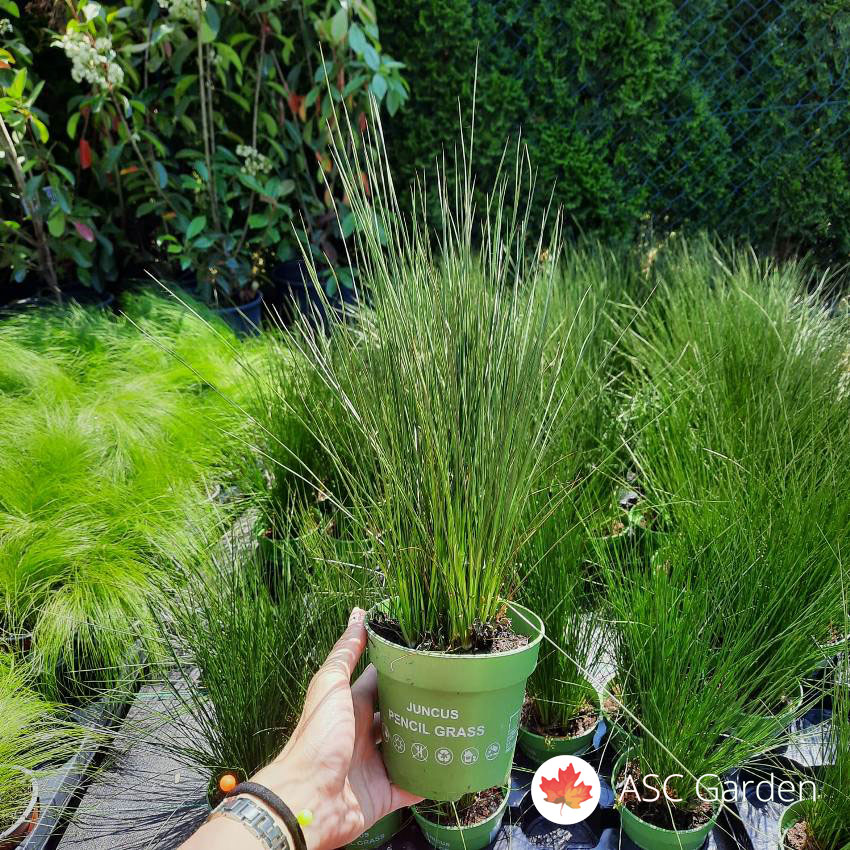 Juncus Pencil grass 20 25 cm juncus trava