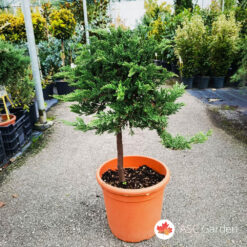Juniperus Prince of wales 50 cm