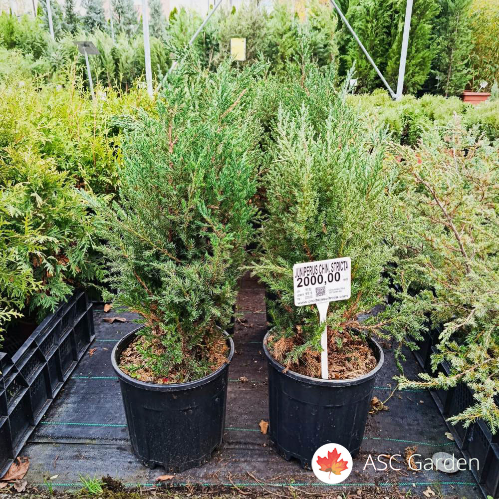 Juniperus chinensis Stricta 60 cm - Slika 3