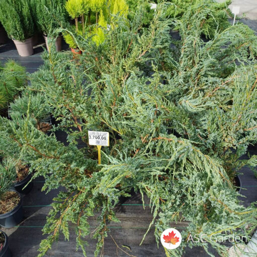Juniperus Blue carpet 60 cm