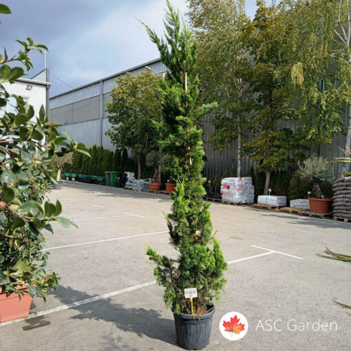 Juniperus chinensis Kaizuka 175-200 cm
