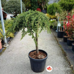 Juniperus schlager 80 cm na štapu