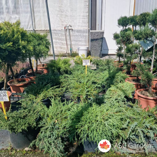 Juniperus mix – saksija 10 L