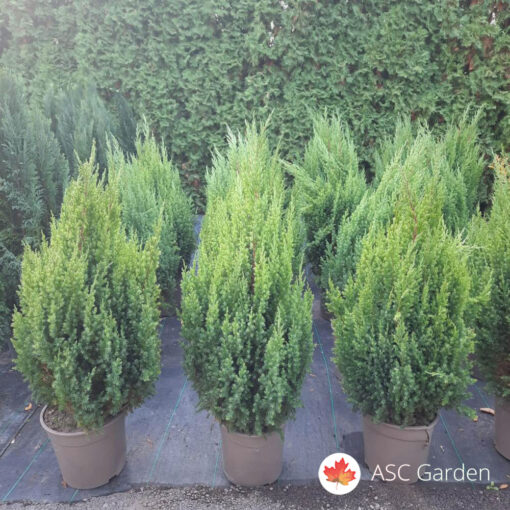 Juniperus chinensis Stricta 90-100 cm
