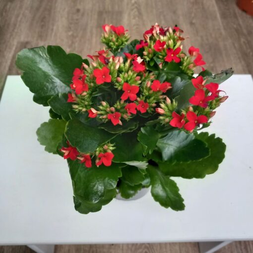Kalanchoe mix 23 cm