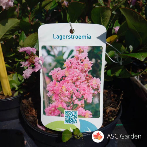 Lagerstroemia indica Violacea - Indijski jorgovan 2 m