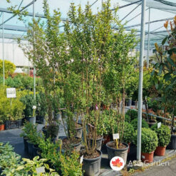 Lagerstroemia indica 230 cm